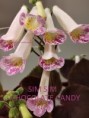16. SIM SIM CHOCOLATE CANDY